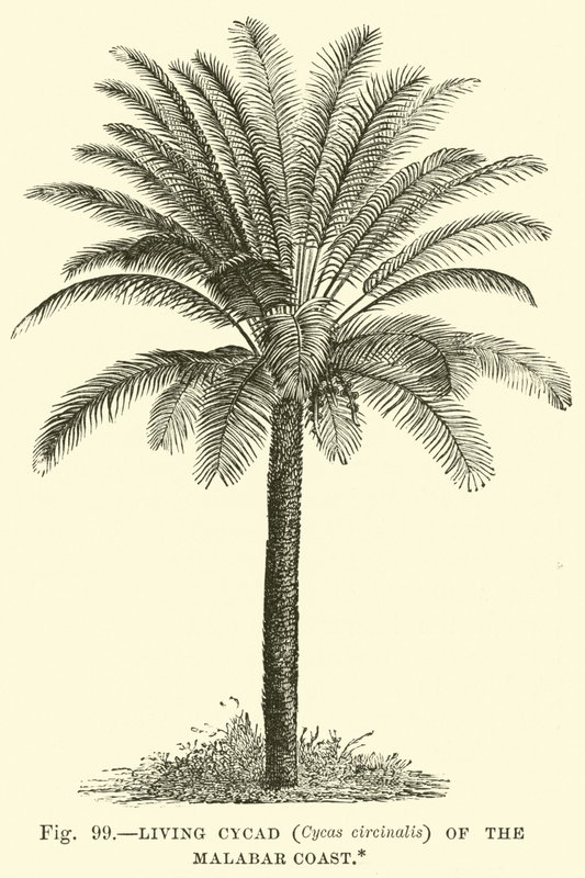 Levende Cycad (Cycas circinalis) på Malabarkysten av English School