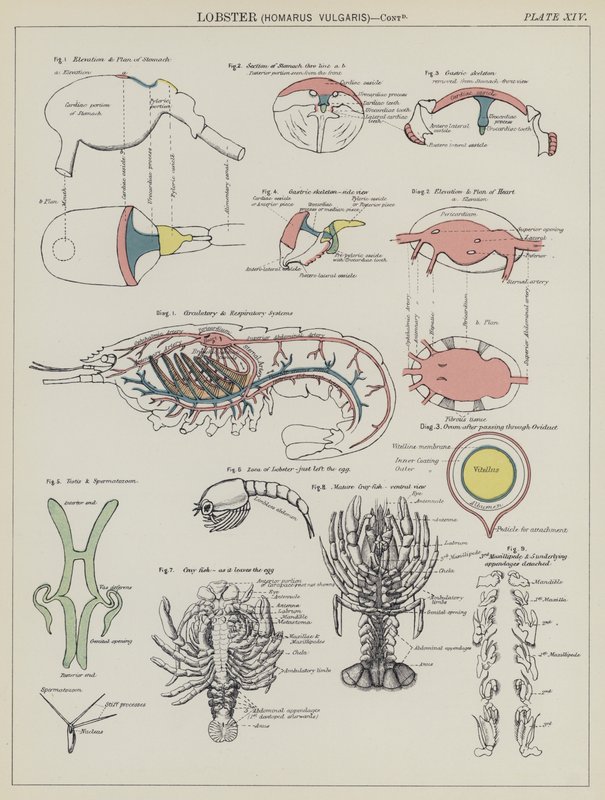 Hummer, Homarus Vulgaris (farge litho) av English School