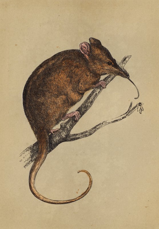 Langsnutede tarsipes (farge litho) av English School