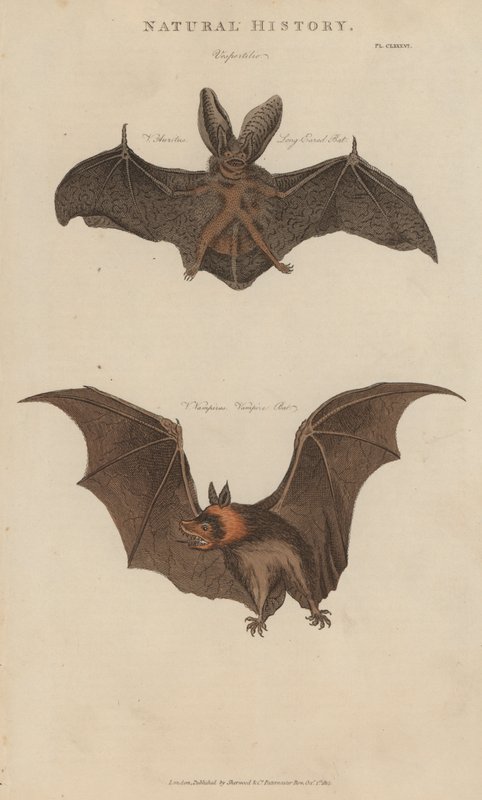 Langøret flaggermus og vampyrflaggermus (farget gravering) av English School