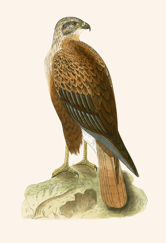 Long Legged Buzzard, illustrasjon fra 