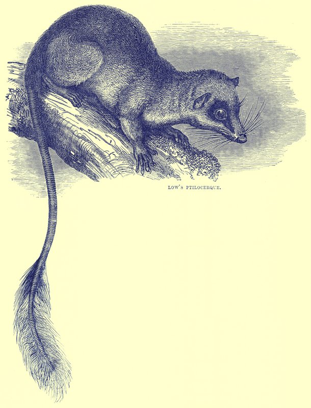 Lowes Ptilocercus, illustrasjon fra Cassells Natural History av English School