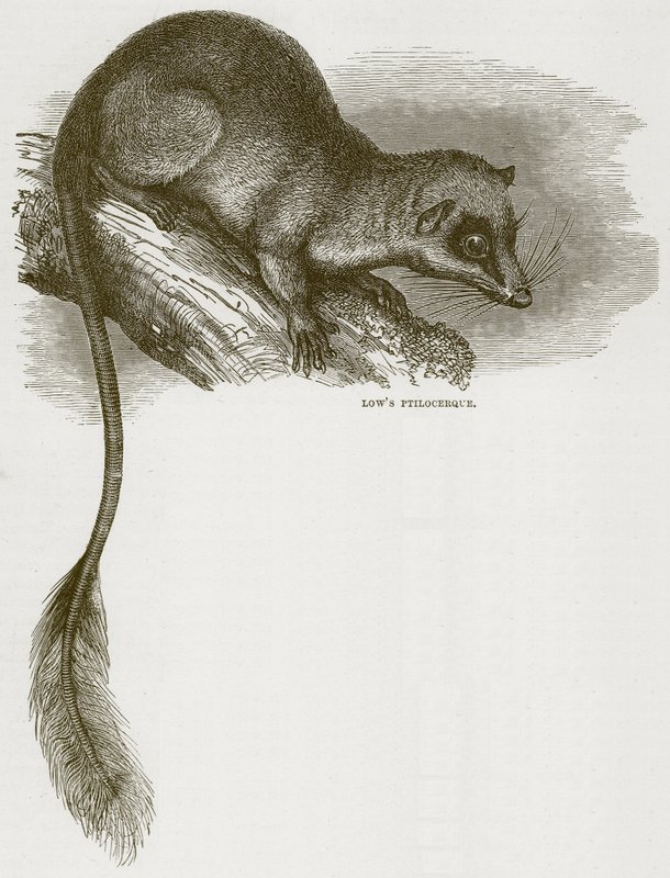 Lowes Ptilocercus, illustrasjon fra Cassells Natural History av English School