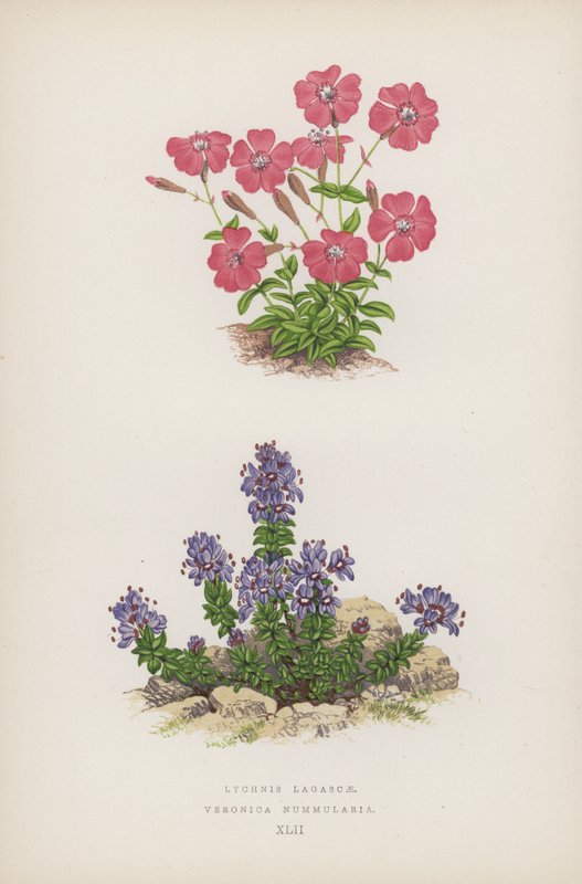 Lychnis av Lagasca; Veronica Nummularia (farge litho) av English School