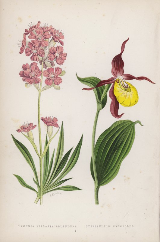 Lychnis Viscaria Splendens; tøffelsko (farge litho) av English School
