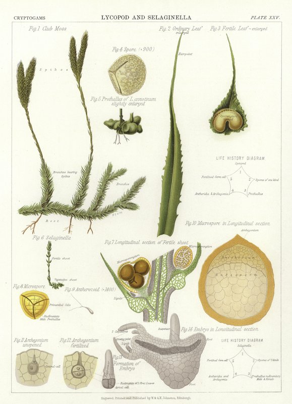 Lycopod og Selaginella av English School