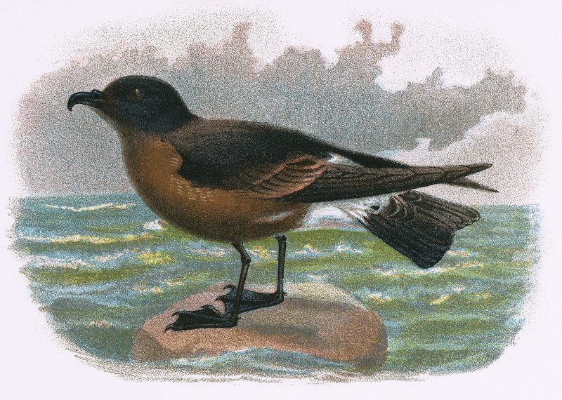 Petrel ved av English School