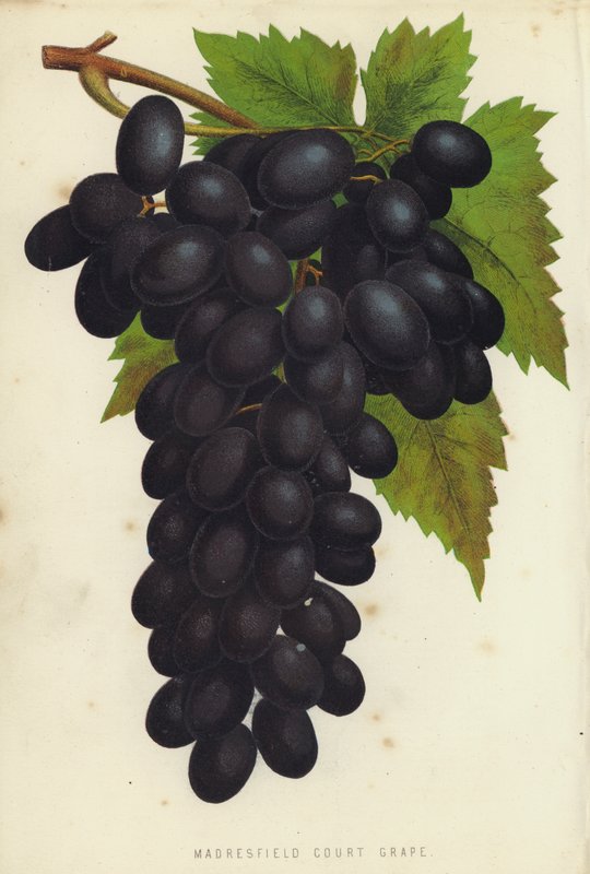Madresfield Court Grape av English School