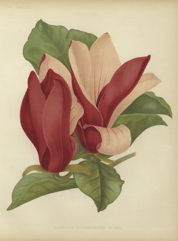 Magnolia soulangiana nigra av English School