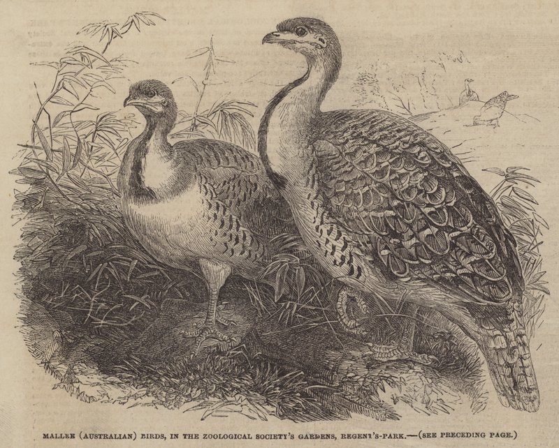 Mallee (australske) fugler, i Zoological Society