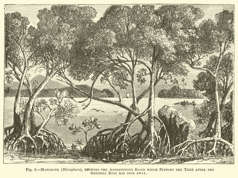 Mangrove (Rhizophora), som viser adventitious røttene som støtter treet etter at den opprinnelige roten har dødd bort av English School