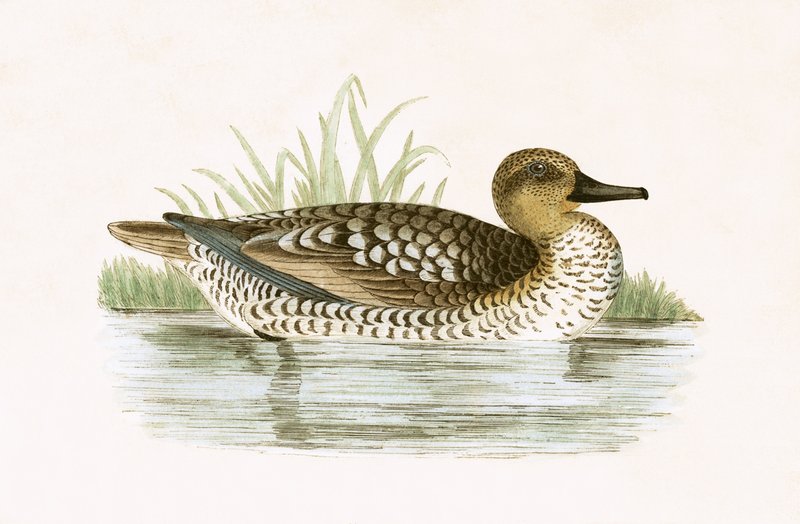Marbled Duck, illustrasjon fra 