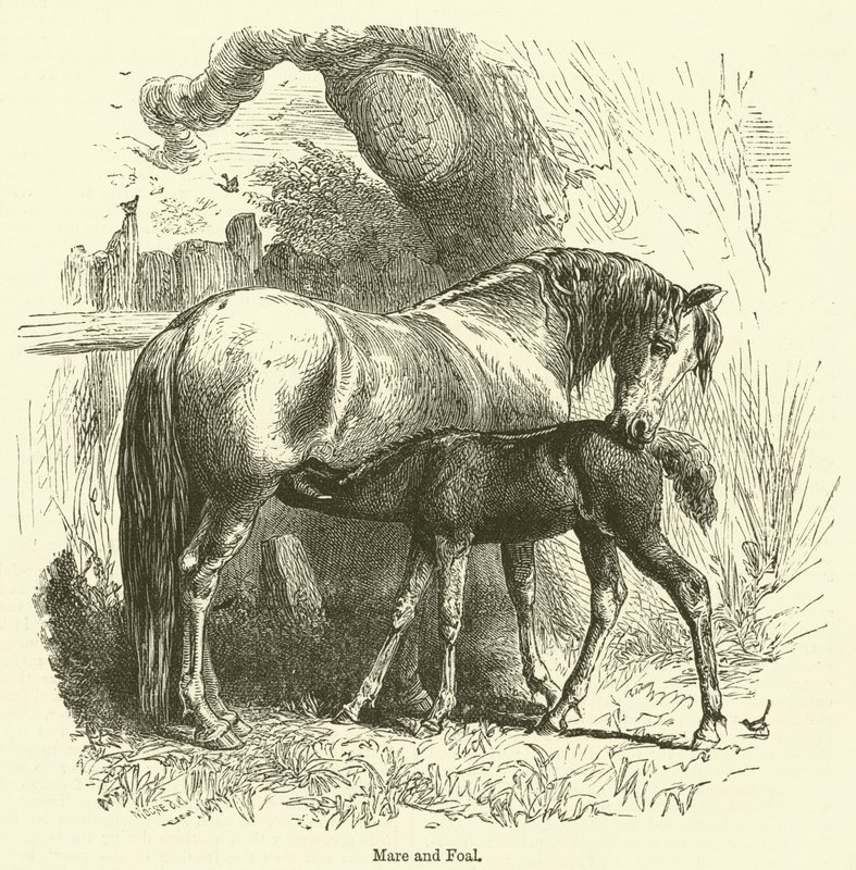 Hoppe og føll (gravering) av English School