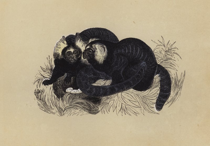 Marmozet (farge litho) av English School