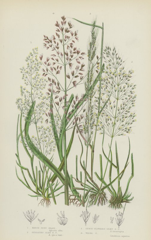 Myrbøyd gress, spre silkebøyd gress, tettblomstret silkebøyd gress, hvirvelgress (farge litho) av English School