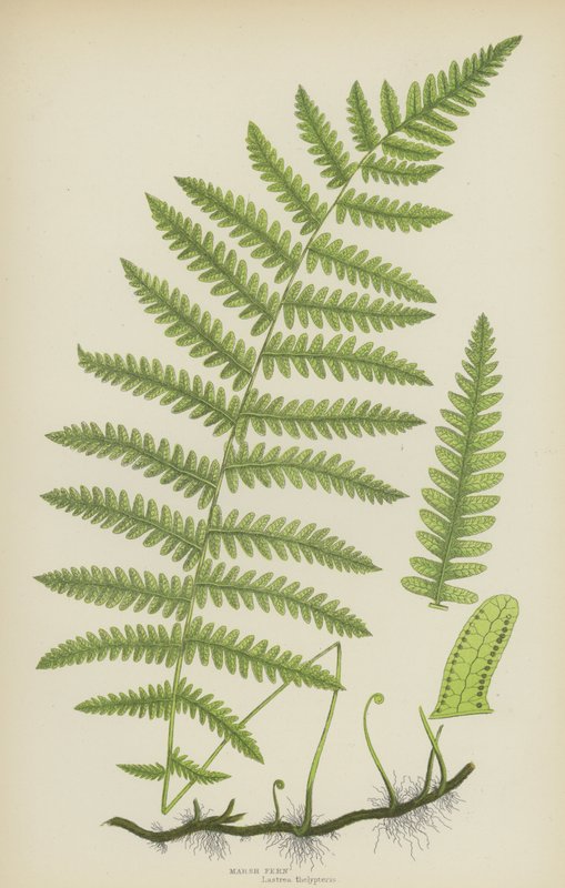 Marsh Fern (farge litho) av English School