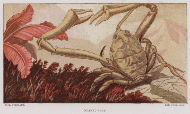 Maskert krabbe (farge litho) av English School