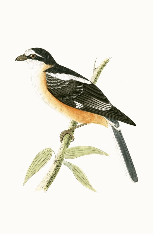 Masked Shrike, illustrasjon fra 