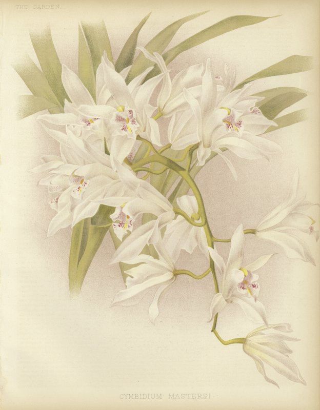 Masters Cymbidium av English School