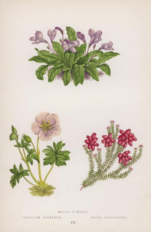 Dvergen Mazus; Geranium Heather Mackaiana (farge litho) av English School