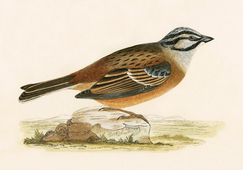 Meadow Bunting, illustrasjon fra 