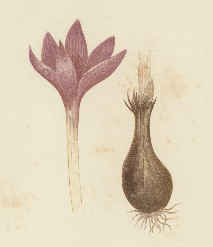 Eng safran, Colchicum Autumnale (farge litho) av English School