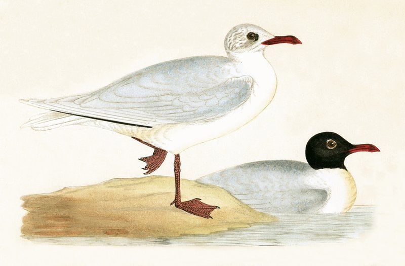 Mediterranean Black Headed Gull, illustrasjon fra 