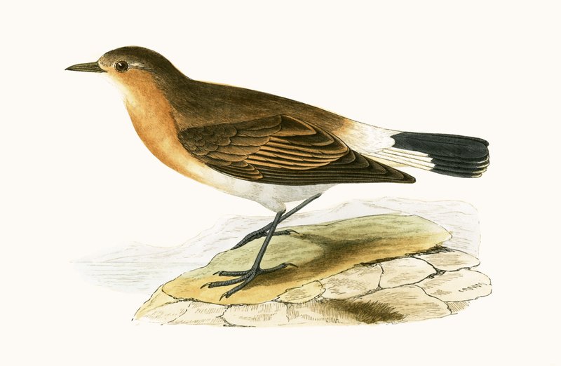 Menetries Wheatear, illustrasjon fra 