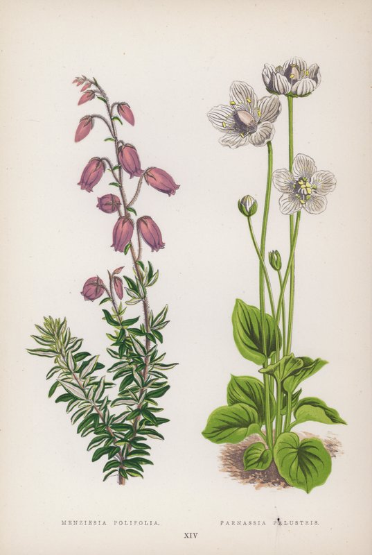 Menziesia Polifolia; Parnassia Palustris (farge litho) av English School