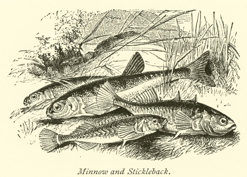 Minnow og Stickleback av English School
