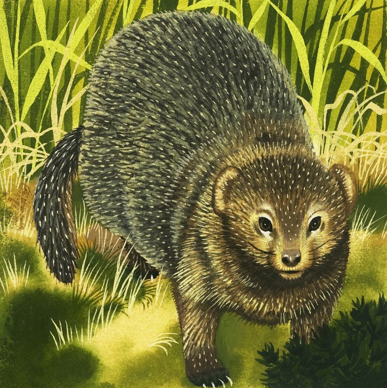 Mongoose av English School
