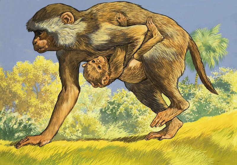 Ape som bærer en baby ape av English School