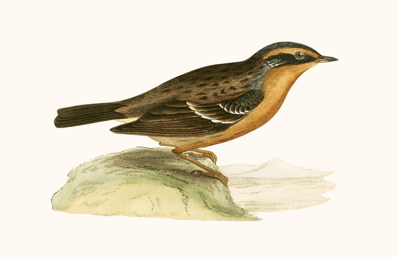 Mountain Accentor, illustrasjon fra 