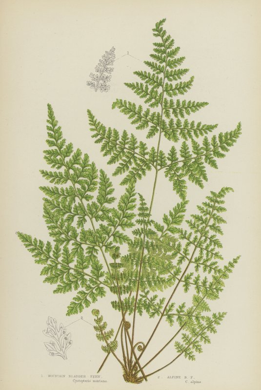 Mountain Bladder Fern, Alpine Bladder Fern (farge litho) av English School
