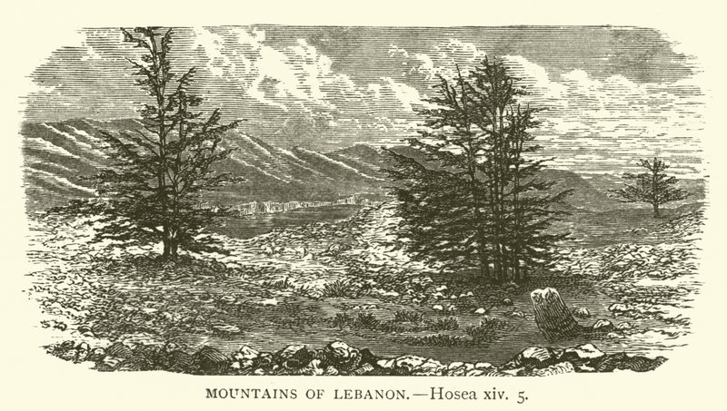 Libanons fjell, Hosea, xiv, 5 (gravering) av English School