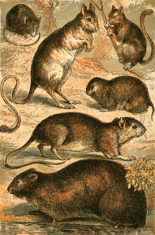 Mus, Jerboa, Rotte, Moskusrotte, Dormus og Markmus av English School