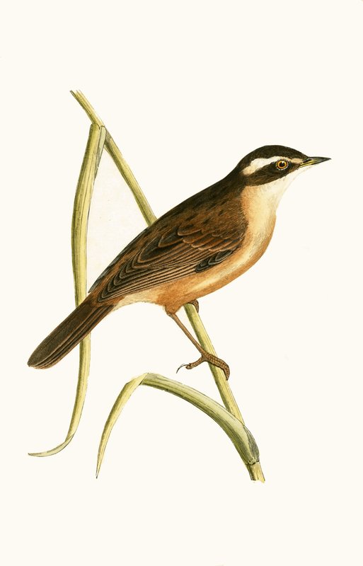 Moustached Warbler, illustrasjon fra 