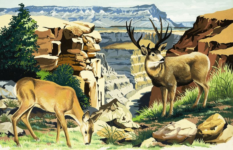 Muldyr i Grand Canyon nasjonalpark av English School