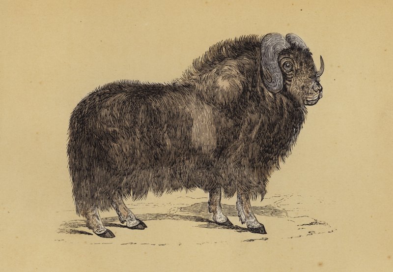 Moskus (farge litho) av English School