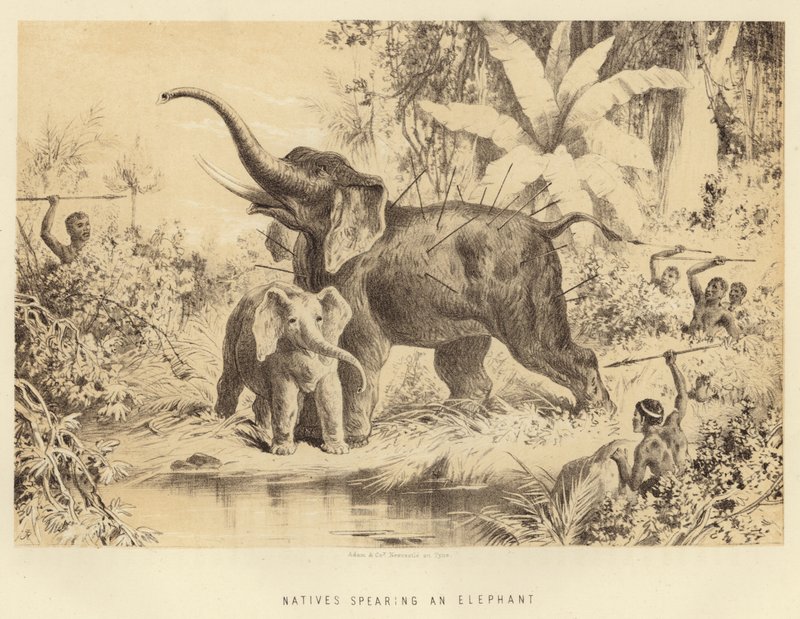 Innfødte som spyd en elefant av English School
