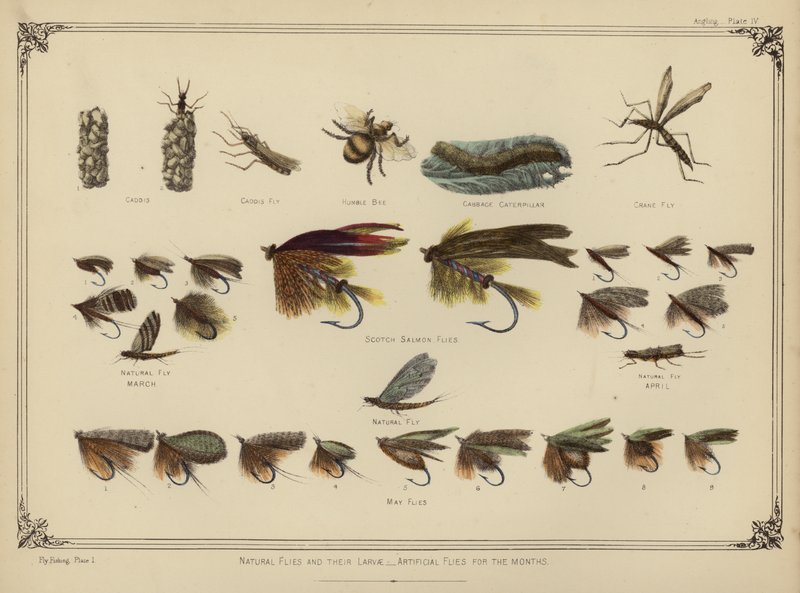 Naturlige fluer og deres larver, kunstige fluer for månedene (farge litho) av English School