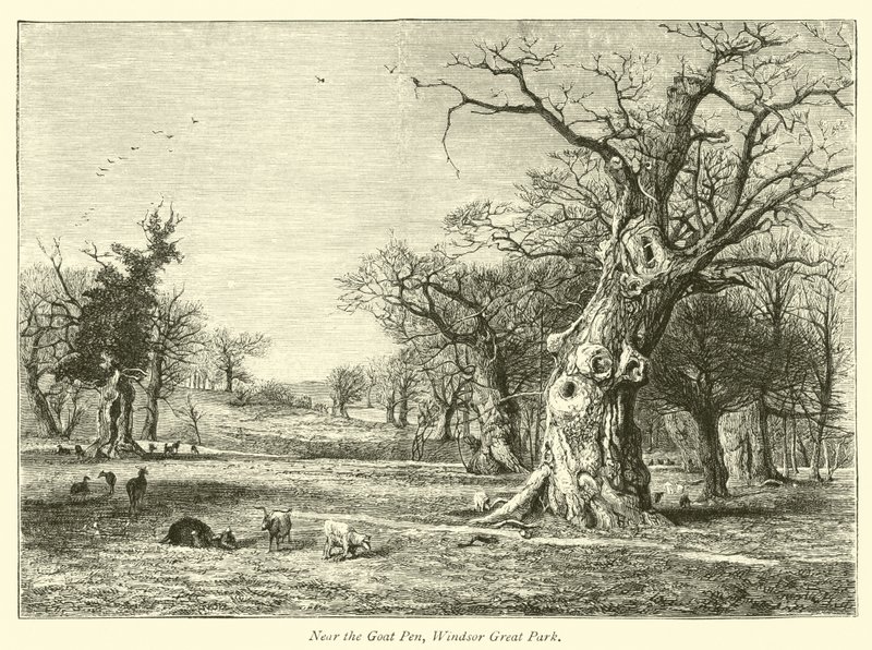 I nærheten av Goat Pen, Windsor Great Park av English School