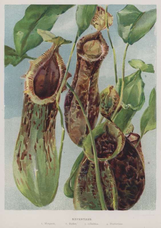 Nepenthes av English School