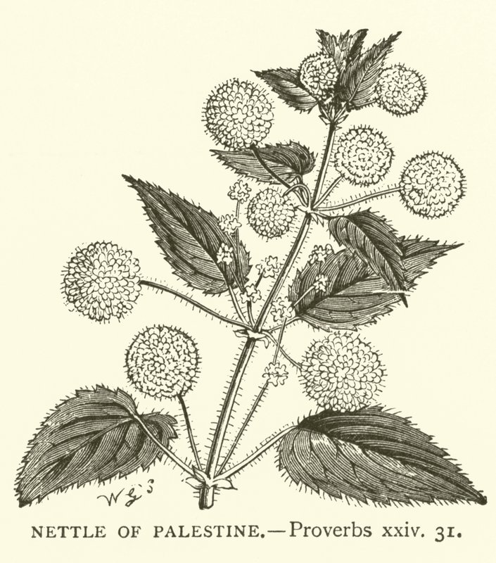 Nettle of Palestine, Ordspråk, xxiv, 31 (gravering) av English School