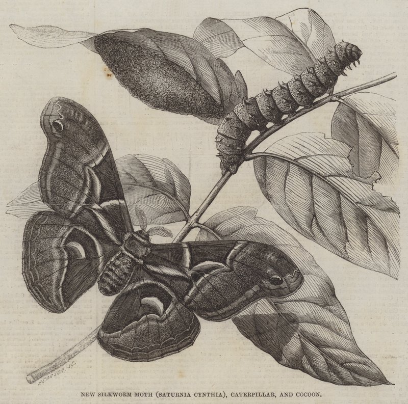 New Silkworm Moth (Saturnia Cynthia), Caterpillar og Cocoon (gravering) av English School