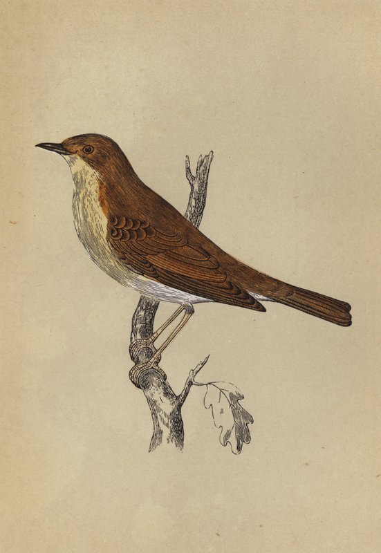 Nattergal (farge litho) av English School