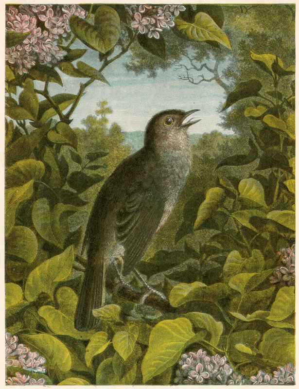 nattergal av English School