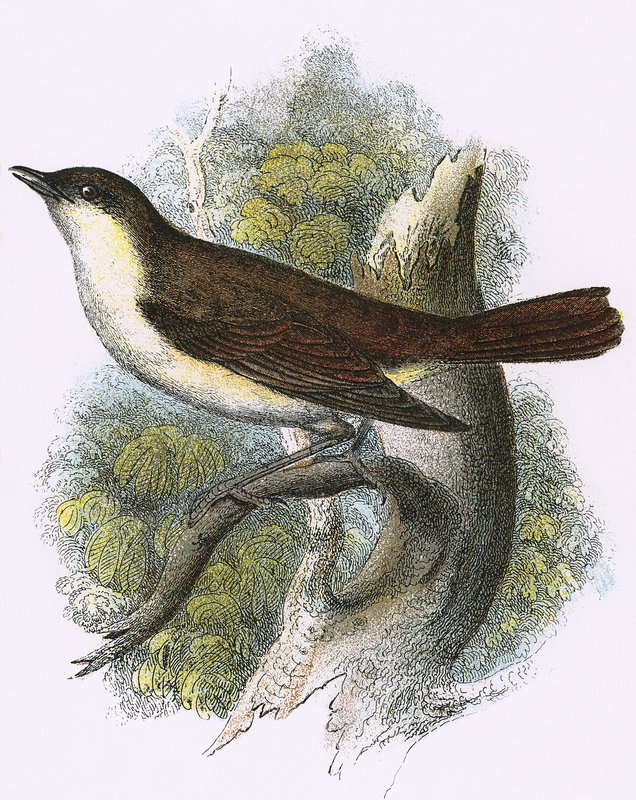nattergal av English School