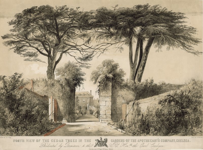 Nordutsikt over sedertre i Gardens of the Apothecary
