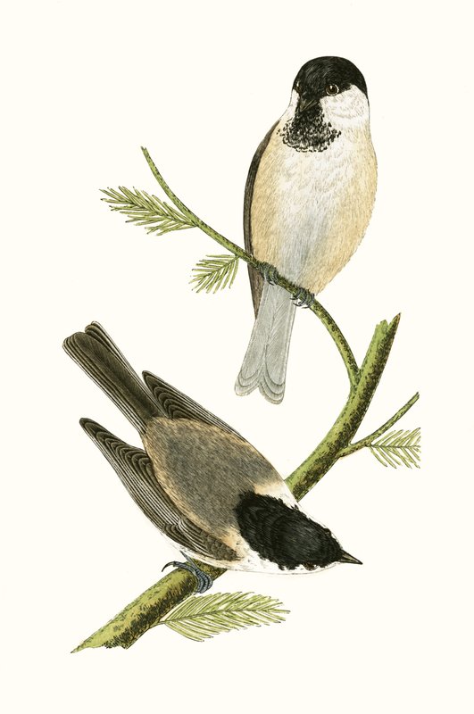 Northern Tit, illustrasjon fra 